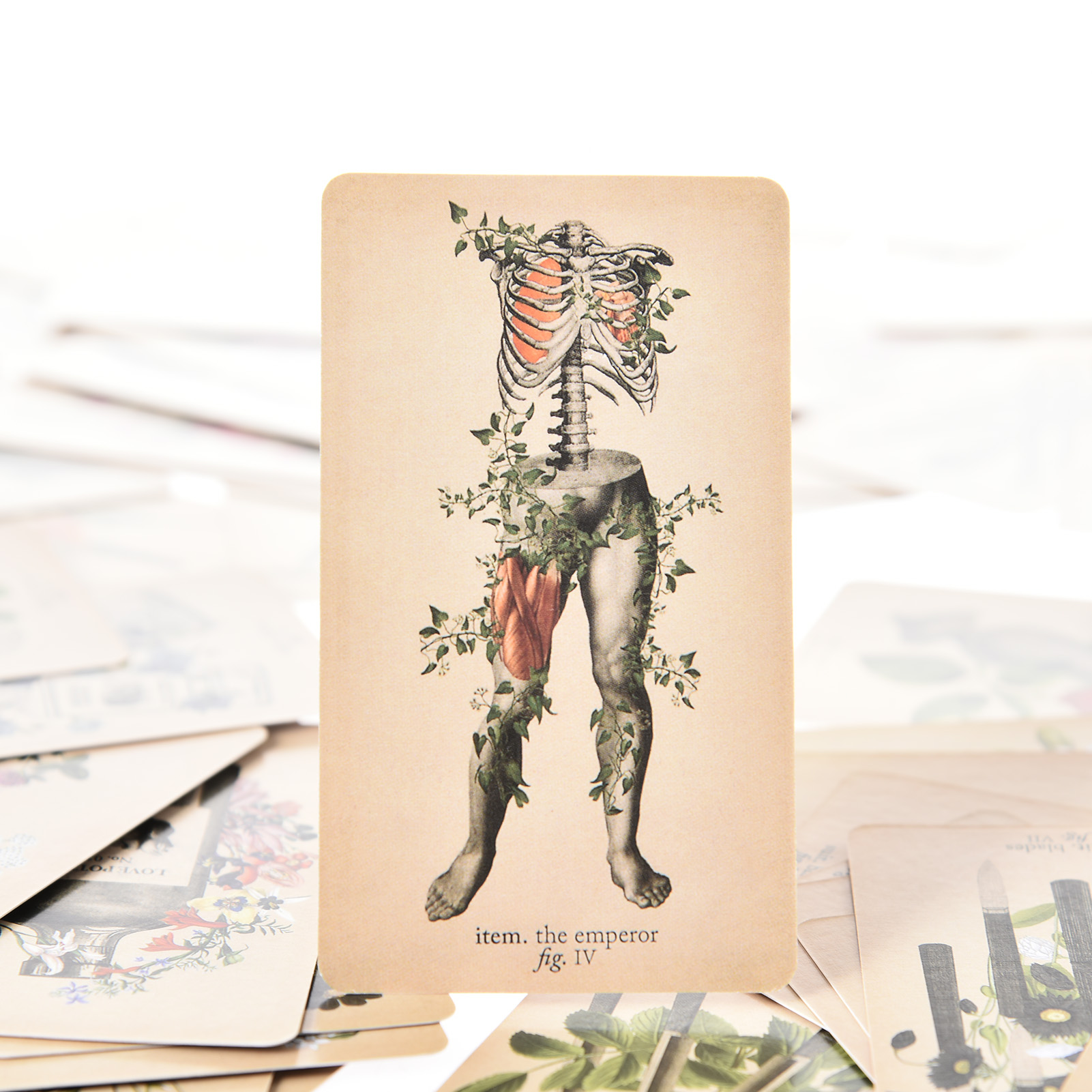 Les Cartes de Tarot « Anatomy  - Tarot Cards Deck With Guidebook avis et prix